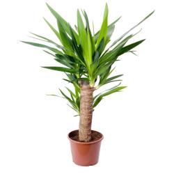 yucca - mot du glossaire Tête à modeler. Définition et activités associées au mot yucca.