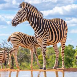 Zebre - mot du glossaire Tête à modeler. Définition et activités associées au mot Zebre.