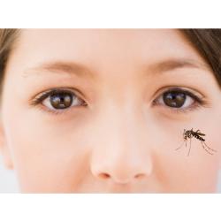 Zika, le virus Zika