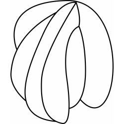 Dessin de coquillages Conques