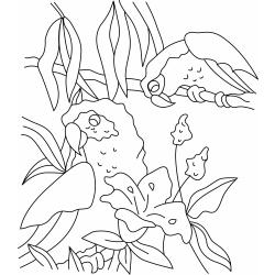 Imprimer le coloriage d'un gros perroquet