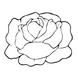 coloriage légume : un pied de céleris 