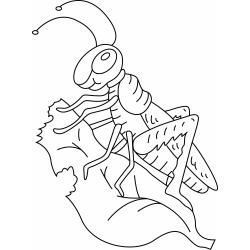 Imprimer le coloriage de la longue chenille