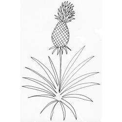 coloriage d'un ananas sur son plant