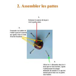 montage d'un animal en marrons page 3