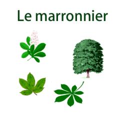 Imprimer la planche sur le marronnier