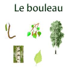 planche sur le bouleau pour un herbier des arbres 