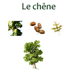 Planche à imprimer sur le chêne