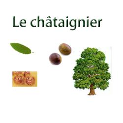 Imprimer la planche sur le chataignier