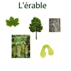 Imprimer planche sur l'érable 