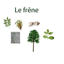 Planche sur le charme