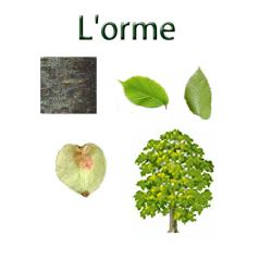 Imprimer la planche sur l'orme