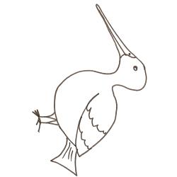 Coloriage becasse