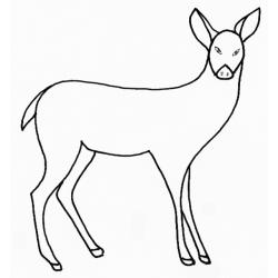 coloriage mammifère : la biche