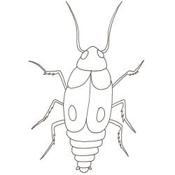 coloriage d'une blatte