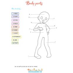 Body parts : les parties du corps en anglais