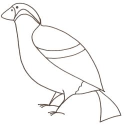 coloriage d'un bouvreuil