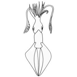 coloriage d'un calamar