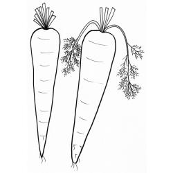 Carottes