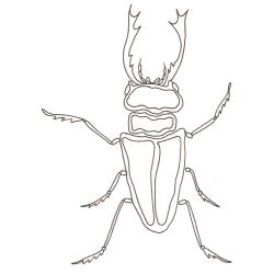 coloriage d'un cerf-volant