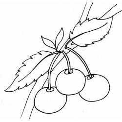 coloriage de cerises sur la branche