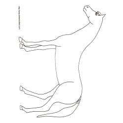 Coloriage d'un cheval de course