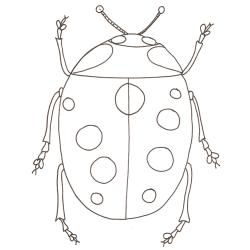 coloriage d'une coccinelle