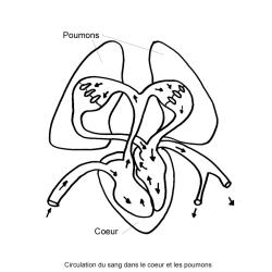 Coloriage de la circulation du sang dans le coeur