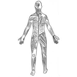 Coloriage des muscles du corps