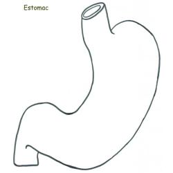 Coloriage de l'estomac