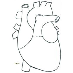Coloriage du coeur 