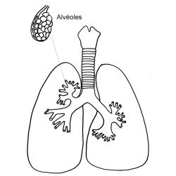 Coloriage des poumons et alvéoles