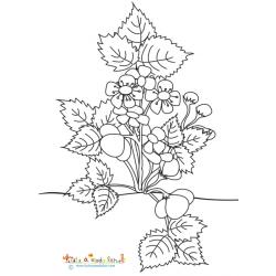 Gros fraisier en fleurs à colorier