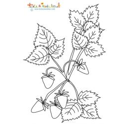 Coloriage petites fraises sur le fraisier
