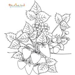Coloriage d'un fraisier complet