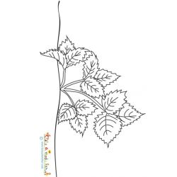 Fraisier en pleine croissance - coloriage 