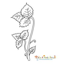 Le fraisier : naissance des feuilles