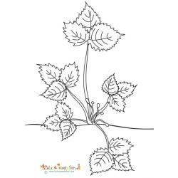 Le fraisier naissance des tiges à fleurs - coloriage