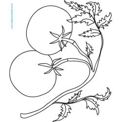 Coloriage plant de tomate