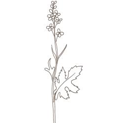 coloriage d'une fleur de colza 
