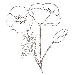 coloriage d'un coquelicot
