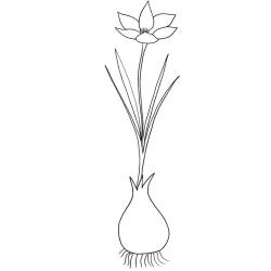 Imprimer le coloriage d'un crocus pour le Printemps. Imprimez gratuitement ce coloriage de fleur