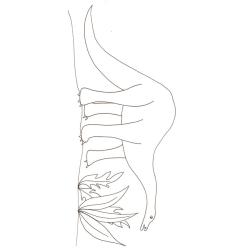 Coloriage d'un dinosaure brachiosaurus