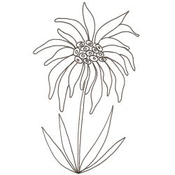 Coloriage d'une edelweiss