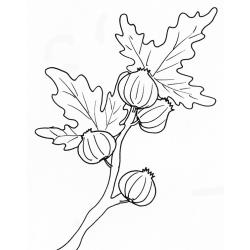 coloriage de figues sur la branche