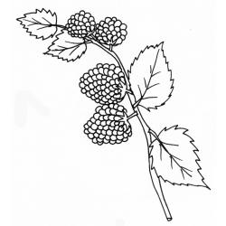 coloriage de framboises sur la branche