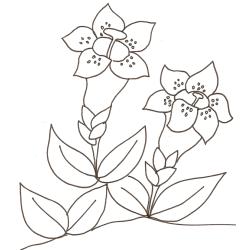 Dessin d'une gentiane