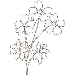 coloriage d'un geranium