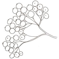 coloriage de groseilles
