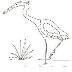 coloriage d'un héron 